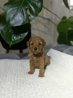 Izzy, a female Poodle - Toy  for sale in Dundee, OH – Photo 4 of 5