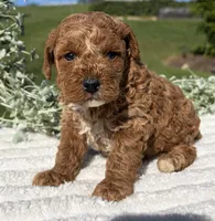 Teddy, a male Poodle - Toy  for sale in Dundee, OH – 6 of 6