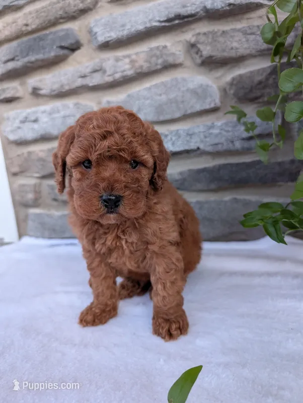 Dexter , a male Poodle - Toy  for sale in Dundee, OH – Photo 1 of 7