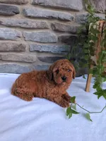 Dexter , a male Poodle - Toy  for sale in Dundee, OH – Photo 3 of 7