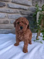 Dexter , a male Poodle - Toy  for sale in Dundee, OH – Photo 6 of 7