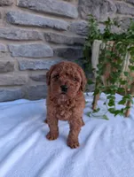 Dexter , a male Poodle - Toy  for sale in Dundee, OH – Photo 7 of 7