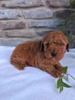 Dexter , a male Poodle - Toy  for sale in Dundee, OH – Photo 2 of 7