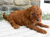 Cody, a male Poodle - Toy  for sale in Dundee, OH – 6 of 7