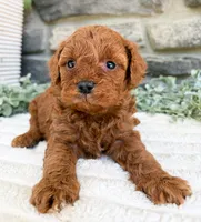 Cody, a male Poodle - Toy  for sale in Dundee, OH – 4 of 7