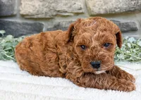 Teddy, a male Poodle - Toy  for sale in Dundee, OH – 2 of 6