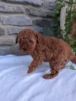 Honey, a female Poodle - Toy  for sale in Dundee, OH – Photo 7 of 8