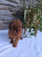Honey, a female Poodle - Toy  for sale in Dundee, OH – Photo 3 of 8