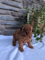 Honey, a female Poodle - Toy  for sale in Dundee, OH – Photo 4 of 8