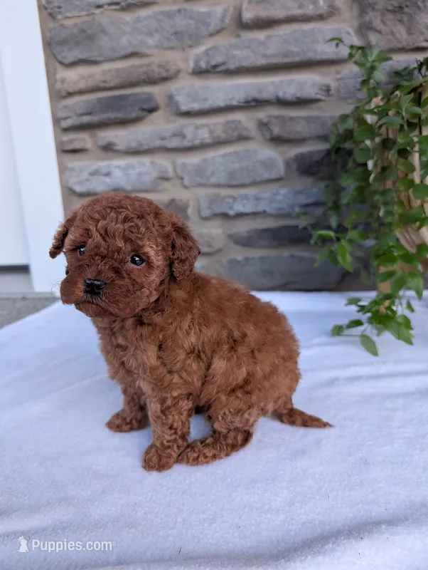Honey, a female Poodle - Toy  for sale in Dundee, OH – Photo 1 of 8