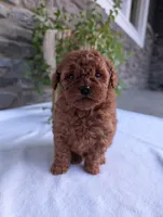 Honey, a female Poodle - Toy  for sale in Dundee, OH – Photo 8 of 8