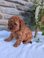 Honey, a female Poodle - Toy  for sale in Dundee, OH – Photo 2 of 8