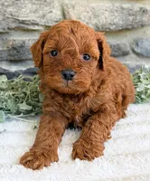 Cody, a male Poodle - Toy  for sale in Dundee, OH – 7 of 7