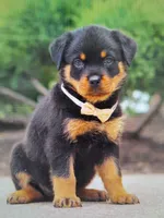 Victoria, a female Rottweiler for sale in Dundee, OH – Photo 1 of 3