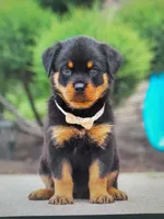 Victoria, a female Rottweiler for sale in Dundee, OH – Photo 3 of 3