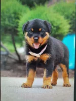 Victoria, a female Rottweiler for sale in Dundee, OH – Photo 2 of 3