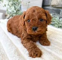 Cody, a male Poodle - Toy  for sale in Dundee, OH – 3 of 7
