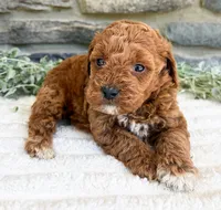 Coco, a female Poodle - Toy  for sale in Dundee, OH – 1 of 5