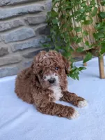 Hunter , a male Poodle - Toy  for sale in Dundee, OH – Photo 7 of 9