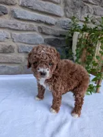 Hunter , a male Poodle - Toy  for sale in Dundee, OH – Photo 9 of 9