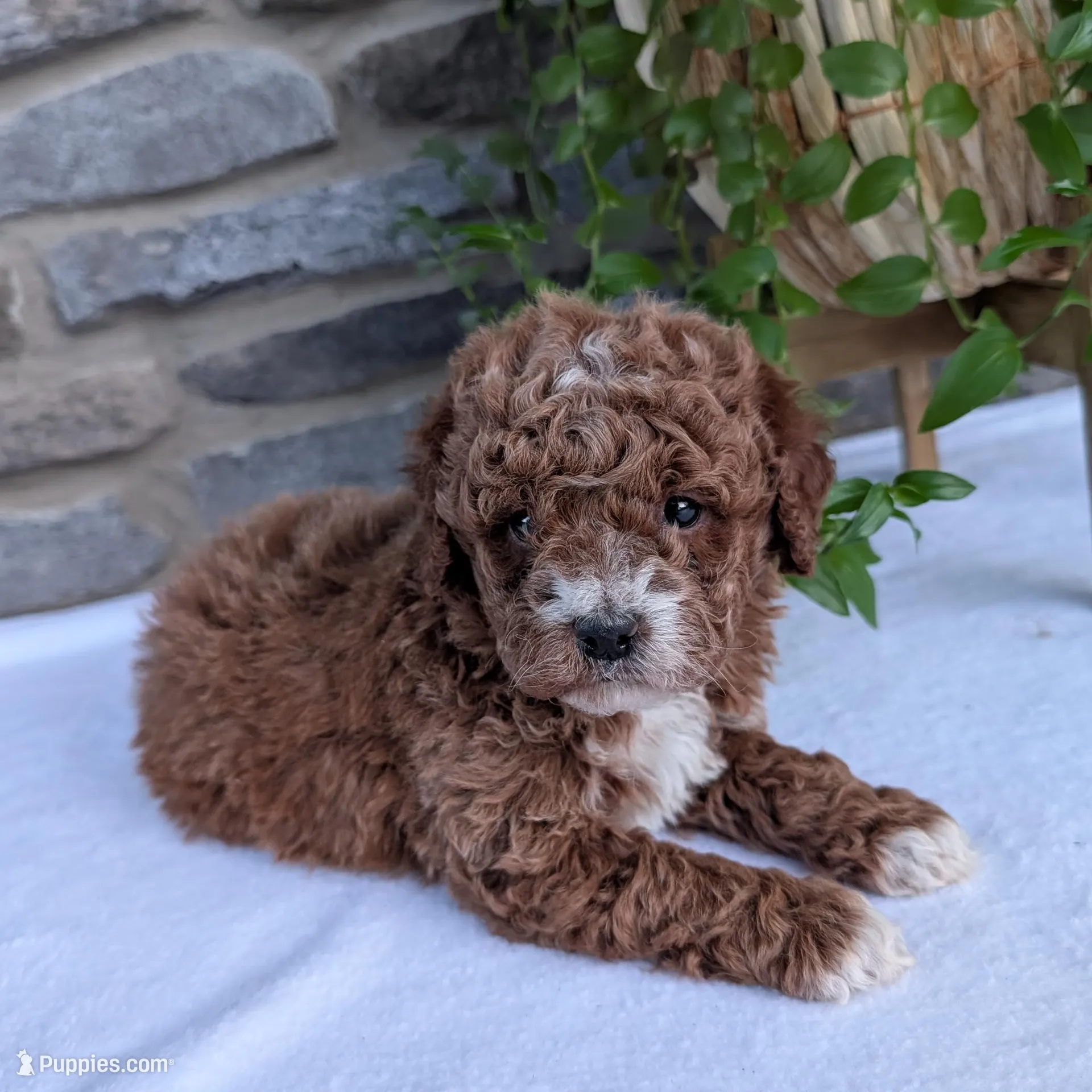 Hunter , a male Poodle - Toy  for sale in Dundee, OH – Photo 1 of 9