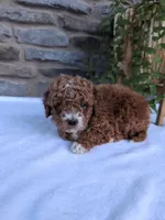 Hunter , a male Poodle - Toy  for sale in Dundee, OH – Photo 5 of 9