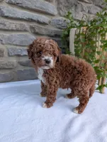 Hunter , a male Poodle - Toy  for sale in Dundee, OH – Photo 2 of 9