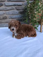 Hunter , a male Poodle - Toy  for sale in Dundee, OH – Photo 6 of 9