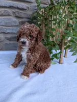 Hunter , a male Poodle - Toy  for sale in Dundee, OH – Photo 8 of 9