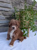 Hunter , a male Poodle - Toy  for sale in Dundee, OH – Photo 4 of 9