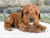 Coco, a female Poodle - Toy  for sale in Dundee, OH – 2 of 5