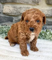 Teddy, a male Poodle - Toy  for sale in Dundee, OH – 4 of 6