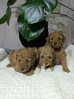 Abby, a female Poodle - Toy  for sale in Dundee, OH – Photo 5 of 5