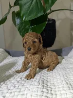 Abby, a female Poodle - Toy  for sale in Dundee, OH – Photo 3 of 5