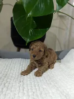 Abby, a female Poodle - Toy  for sale in Dundee, OH – Photo 4 of 5