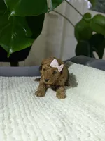 Abby, a female Poodle - Toy  for sale in Dundee, OH – Photo 2 of 5