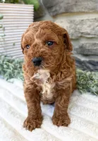 Teddy, a male Poodle - Toy  for sale in Dundee, OH – 3 of 6