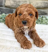 Teddy, a male Poodle - Toy  for sale in Dundee, OH – 5 of 6
