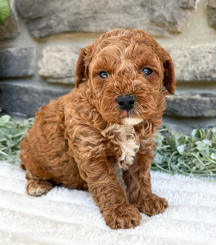 Teddy – Poodle - Toy  puppy for sale in Dundee, OH