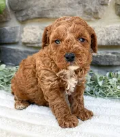 Teddy, a male Poodle - Toy  for sale in Dundee, OH – 1 of 6