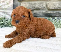 Cody, a male Poodle - Toy  for sale in Dundee, OH – 5 of 7