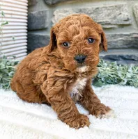 Coco, a female Poodle - Toy  for sale in Dundee, OH – 5 of 5