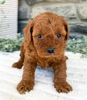 Cody, a male Poodle - Toy  for sale in Dundee, OH – 1 of 7