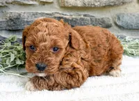 Coco, a female Poodle - Toy  for sale in Dundee, OH – 4 of 5