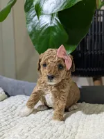 Allie, a female Poodle - Toy  for sale in Dundee, OH – Photo 1 of 5