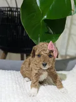 Allie, a female Poodle - Toy  for sale in Dundee, OH – Photo 4 of 5