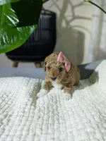 Allie, a female Poodle - Toy  for sale in Dundee, OH – Photo 2 of 5