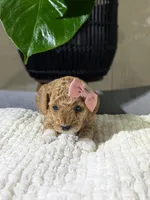 Allie, a female Poodle - Toy  for sale in Dundee, OH – Photo 3 of 5