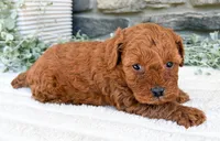 Cody, a male Poodle - Toy  for sale in Dundee, OH – 2 of 7