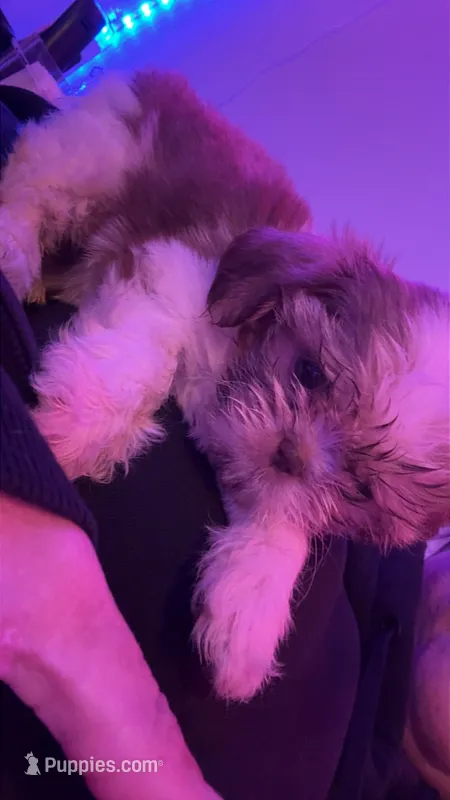 Baby – Shih Tzu puppy for sale in Gulfport, MS